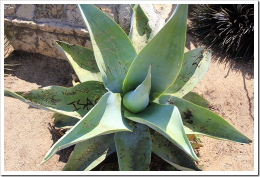 130402_StaBarbaraMission_Agave-guiengola1