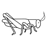 saltamontes-1.jpg