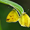 Coliadinae 黃粉蝶