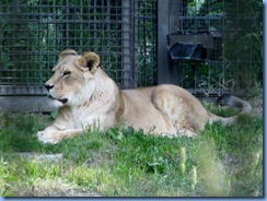 0271 Alberta Calgary - Calgary Zoo Destination Africa - African Savannah - Lion