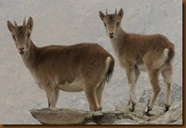 Cabras montesas - Sierra Nevada - Granada