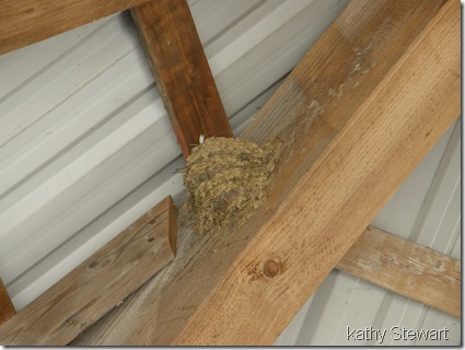 Barn Swallow nest
