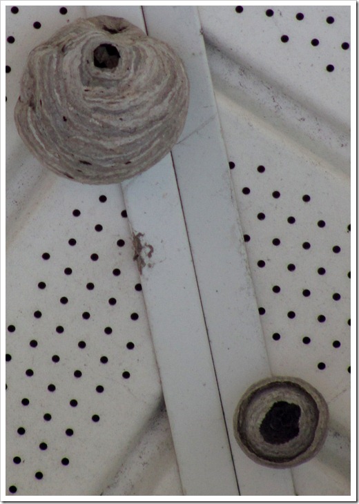 wasps nests