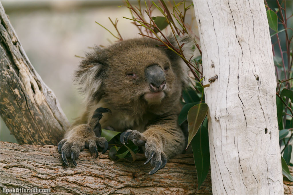 Ган Гуру - парк с кенгуру и другими австралийскими животными | Gan Guru | גן גורו | LookAtIsrael.com - Фото путешествия по Израилю