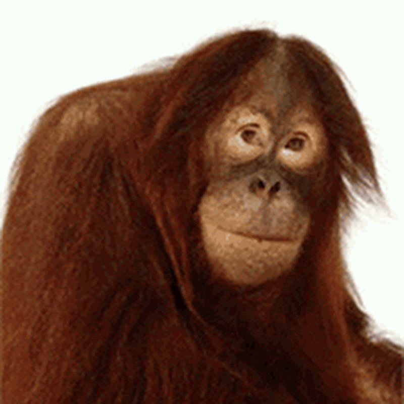 Monyet Lucu Thumb Gif Foto Lucu Lucu Kartun