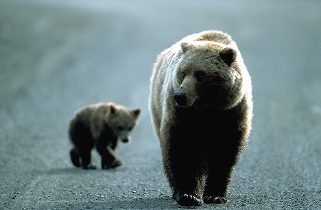 [grizzly-bear-with-little-cub_5279%255B3%255D.jpg]