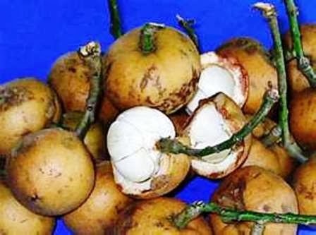 [Baccaurea%2520macrophylla%255B3%255D.jpg]