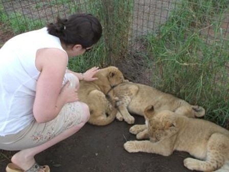 Lion cubs at 14 weeks