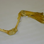 dissect16_leg.jpg