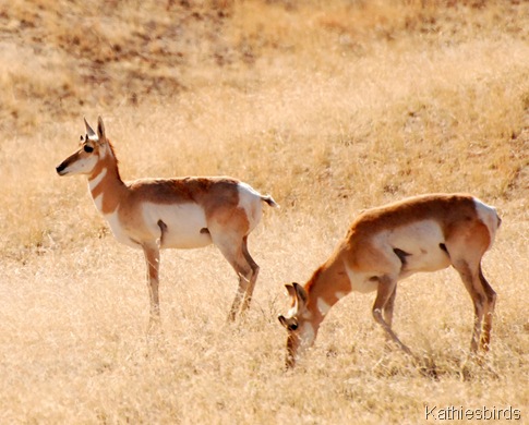 3. antelope-kab