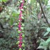 Hike around Finca Neblina del Bosque - La Rampla, Nicaragua esteli-jinotega-miraflor_071.jpg