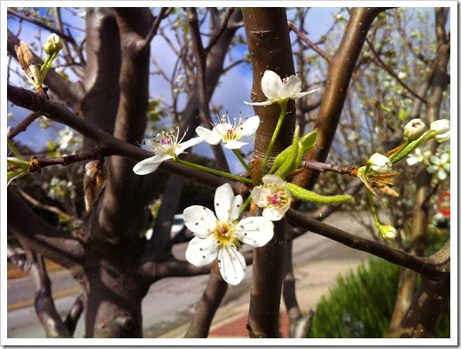 Springtime Blossoms 2_25_15