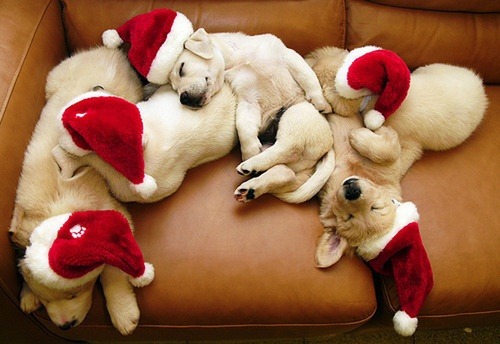 [perro%2520gorritos%2520navidad%2520%252834%2529%255B5%255D.jpg]