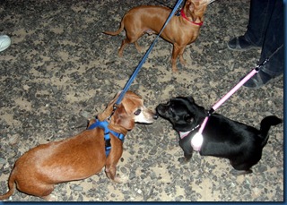 Pups meet D.O.G.
