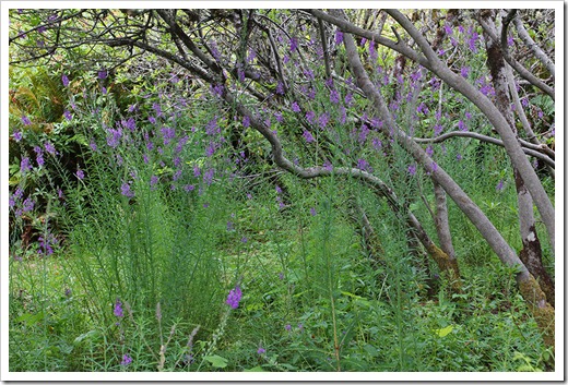 110712_purple trees_brookings