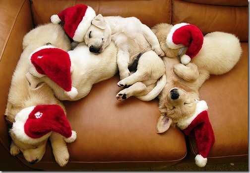 perro gorritos navidad (34)
