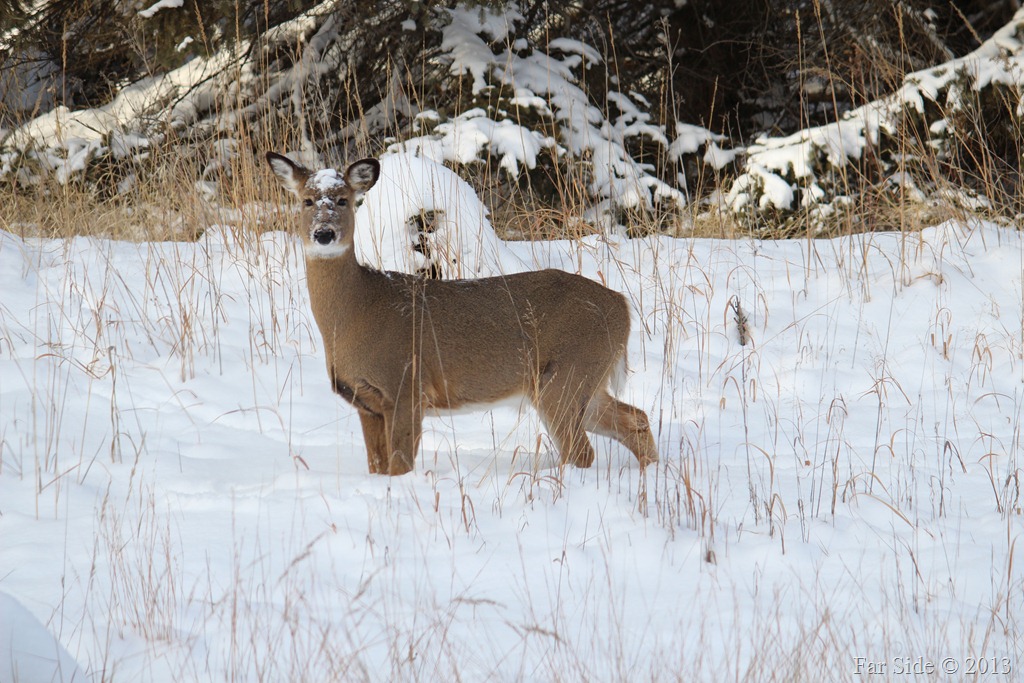 [Feb%25203%2520Deer%2520in%2520the%2520Refuge%255B10%255D.jpg]