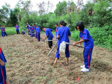 planting a corn in thailand