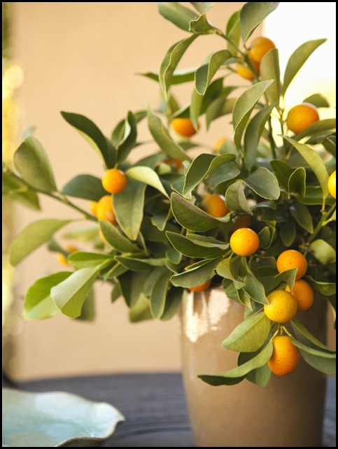 kumquats-vase
