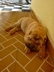 Hostel puppy #2!