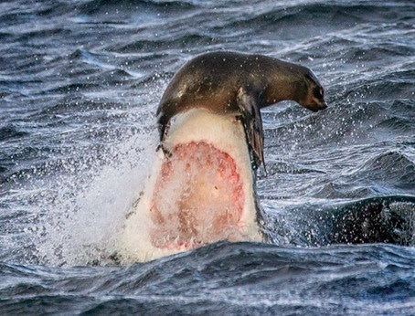 Para se livrar dos dentes do tubarão vale tudo para essa foca