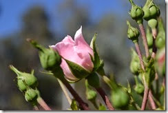 Pink standard rose