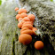 Wolf's Milk Slime Mould