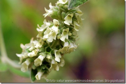 795 Bº del Laurel(Salvia de los Tilos) 795 Bº del Laurel(Salvia de los Tilos)