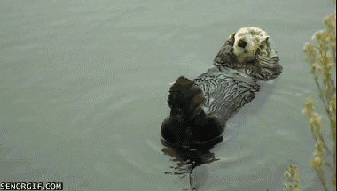 funny-gifs-otterly-relaxing