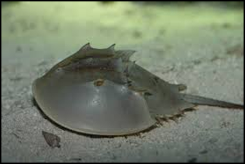 horseshoe crab