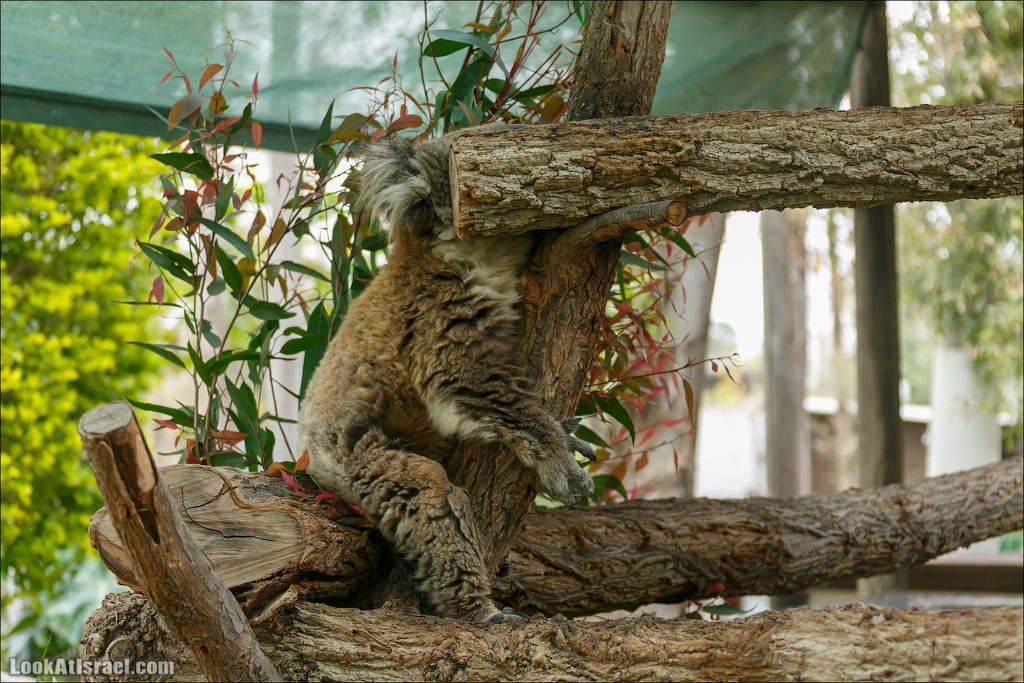 Ган Гуру - парк с кенгуру и другими австралийскими животными | Gan Guru | גן גורו | LookAtIsrael.com - Фото путешествия по Израилю