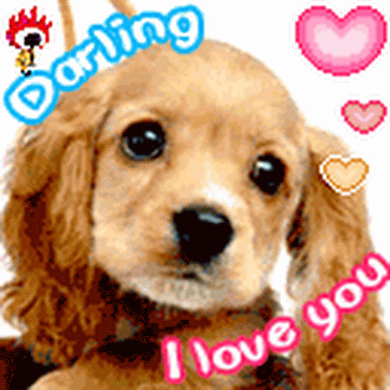 Anjing Lucu Gif Anjing Lucu Gif