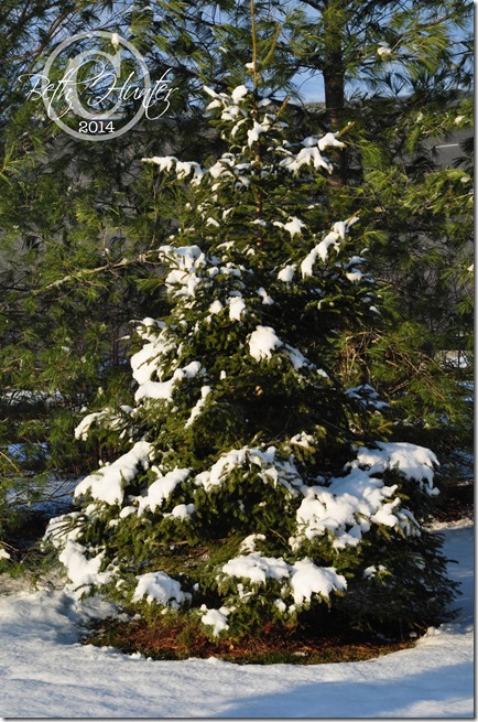 snow-pine