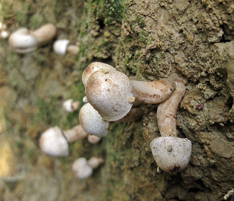 Fungi~