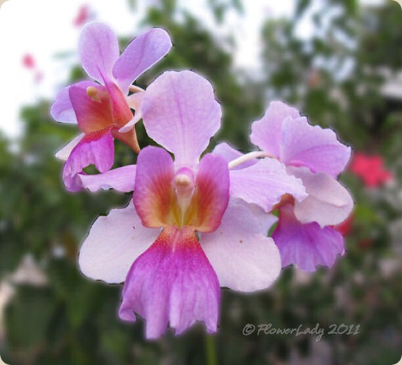 08-24-vanda-orchidst