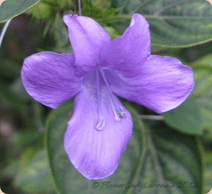 10-25-phil-violet
