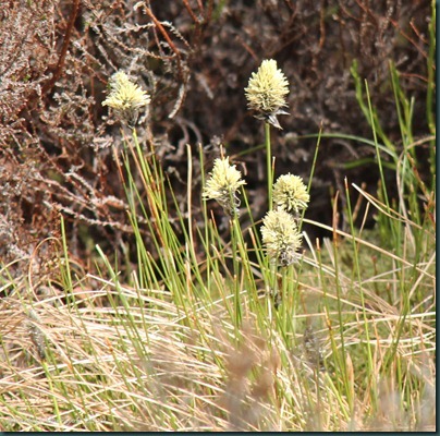 9 Hare's-tail Cottongrass