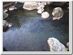 レインボーフィッシュ: カラフルできらめく水族館の住人