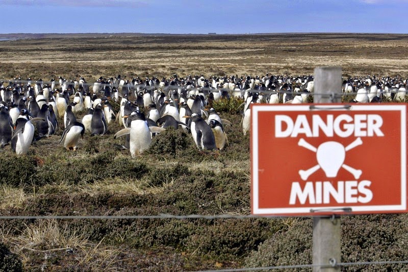 falkland-penguins-minefield-2