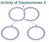 Activity of topoisomease II