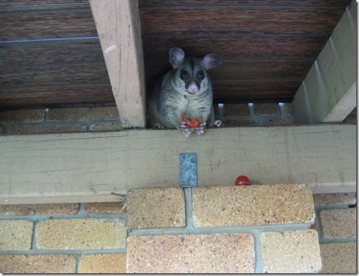 Possum eating