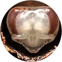 Image Google de Didier Grevet