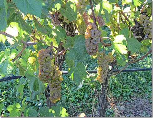 Healthy clusters of Vignoles grapes