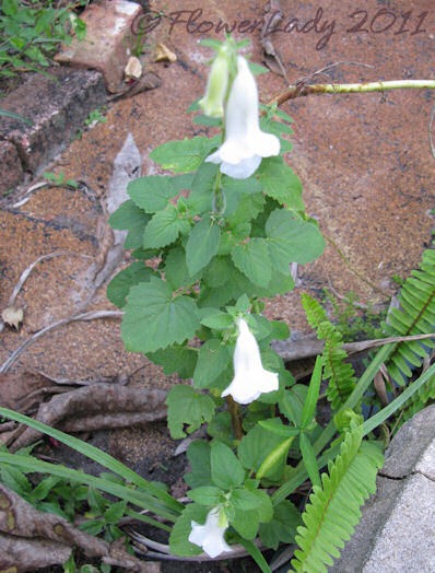 [11-13-so-af-foxglove2%255B5%255D.jpg]