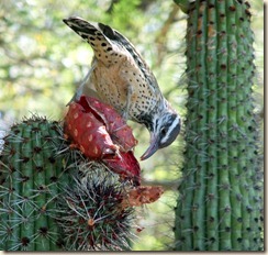 Cactus wren eating organ pipe fruit 10-18-2010 11-02-18 AM 2638x2504