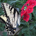 Male Eastern Tiger Swallowtail