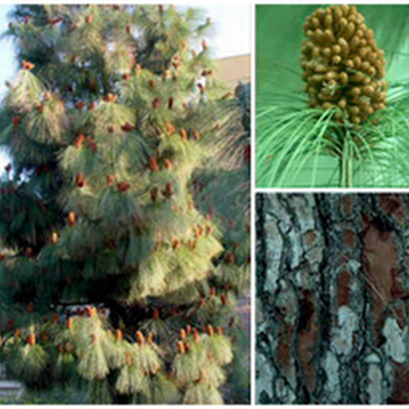 Pino canario (Pinus Canariensis)