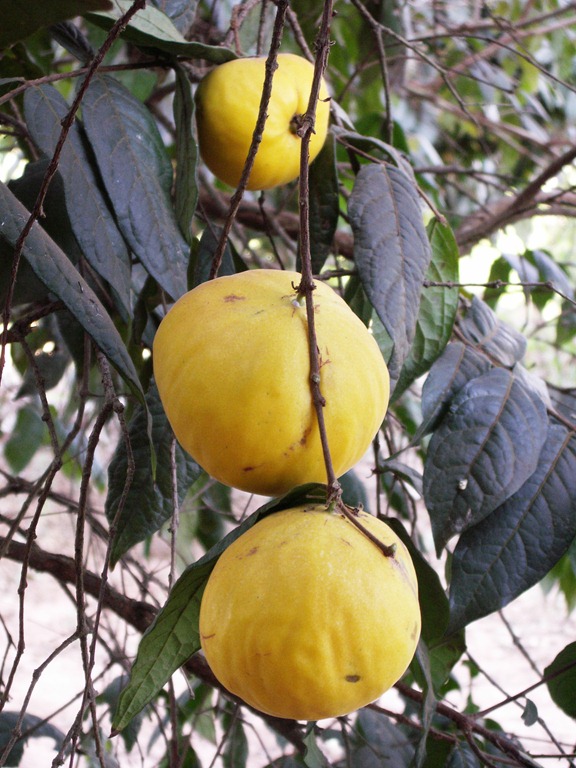 [Eugenia%2520stipitata%2520Araca%2520Boi%2520by%2520Carlos%2520Velazco%255B2%255D.jpg]