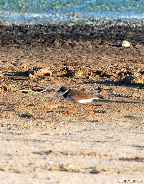 14. Semipalmated plover-kab