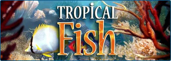 [tropical_fish%255B2%255D.jpg]